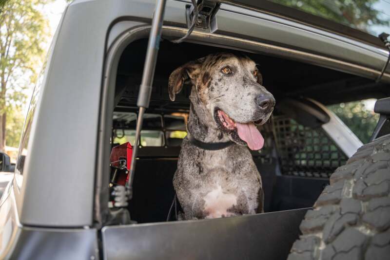 DV8 Offroad 2021-2024 Ford Bronco Dog Barrier - Image 19