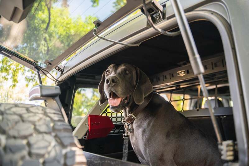 DV8 Offroad 2021-2024 Ford Bronco Dog Barrier - Image 25