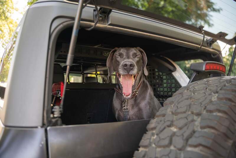 DV8 Offroad 2021-2024 Ford Bronco Dog Barrier - Image 27