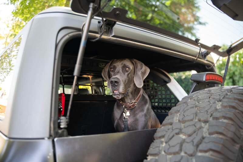 DV8 Offroad 2021-2024 Ford Bronco Dog Barrier - Image 8